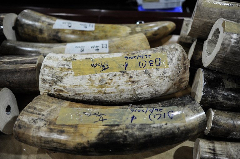 Seized elephant tusks are displayed during a press conference in Sepang, outside Kuala Lumpur today. Malaysian authorities confiscated 159kg of ivory smuggled by air passengers, the latest seizure in a country used as a key Asian transit point in the illegal trade. – AFP pic, March 2, 2016. 