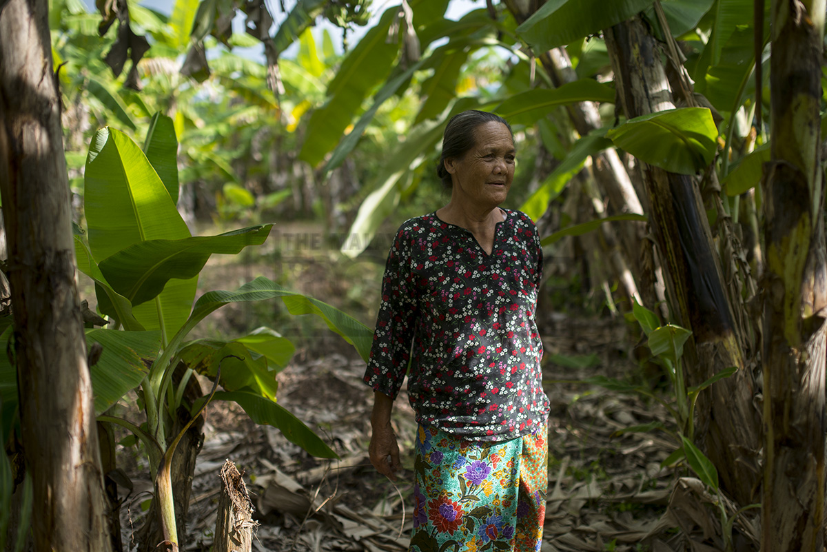 Jariah Mat Isa in her banana plantation in Sungai Burung, Balik Pulau. She and her husband Ismail Ahmad, both 70, used palm trees as a guide to higher ground when the tsunami hit 10 years ago today. – The Malaysian Insider pic by Hasnoor Hussain, December 26, 2014.