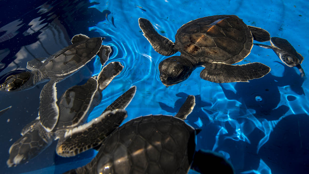 A hatchling of olive ridley turtles swim in a container at the conservation centre in Penang National Park. – The Malaysian Insider pic by Hasnoor Hussain, June 14, 2015.