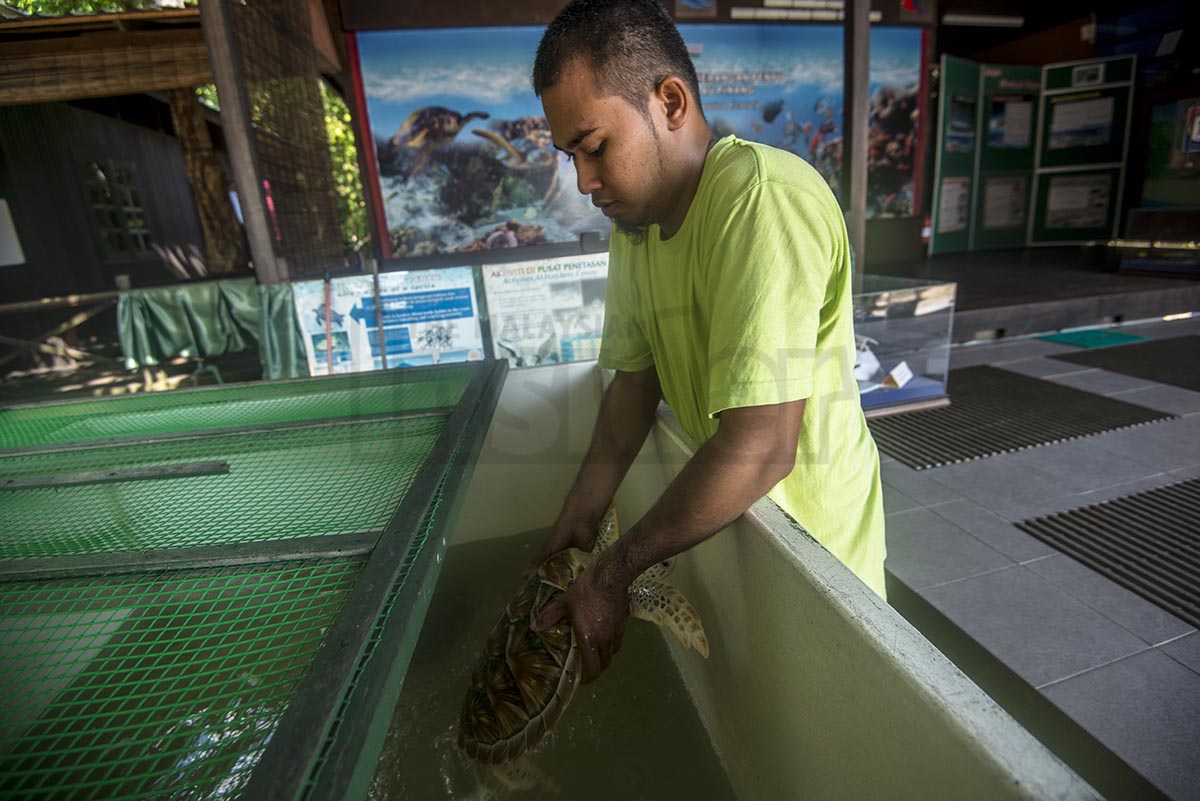 A worker at the turtle conservation centre, Safuan Mohd Nor, takes out a turtle from a container. – The Malaysian Insider pic by Hasnoor Hussain, June 14, 2015.