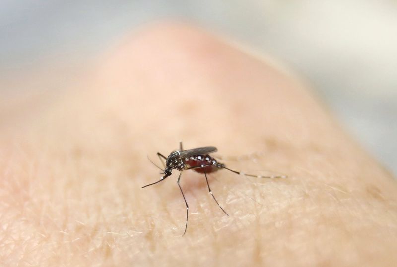 The aedes mosquito has been identified as the carrier of the Zika virus. The Health Ministry has issued guidelines for Malaysians to protect themselves against the infection. – Reuters file pic,  February 3, 2016. 