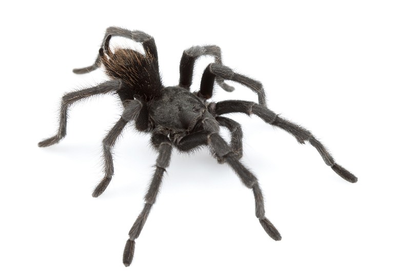 This photo obtained February 4, 2016 courtesy of Chris Hamilton, shows the Johnny Cash spider (Aphonopelma johnnycashi). The spider is all black, reminiscent of the way Cash often dressed. – AFP pic, February 5, 2016.