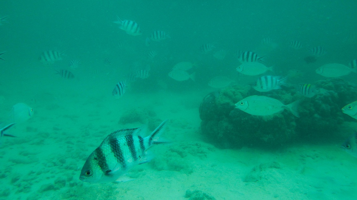 Swim with the fishes (and not mafia-style) as you go island hopping on any of the gorgeous islands in the Tunku Abdul Rahman National Park. – The Malaysian Insider pic, November 3, 2015.