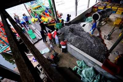 Workers preparing the fresh fish used for budu at a jetty in Pengkalan Kubor, Kelantan. – The Malaysian Insider pic by Afif Abd Halim, October 1, 2014.